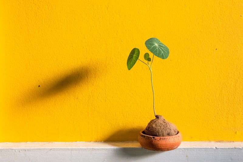 Wall-Mounted Pots